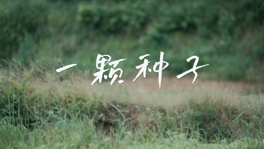 一颗种子