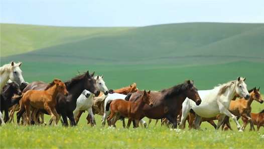 祁连山下护绿人