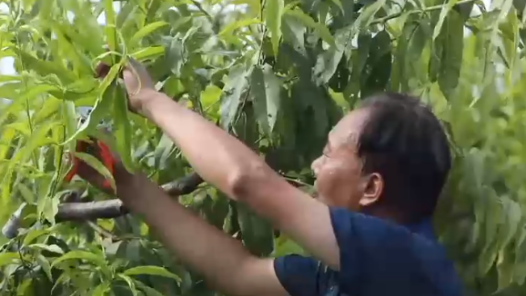 活跃在田间地头的“红星人”