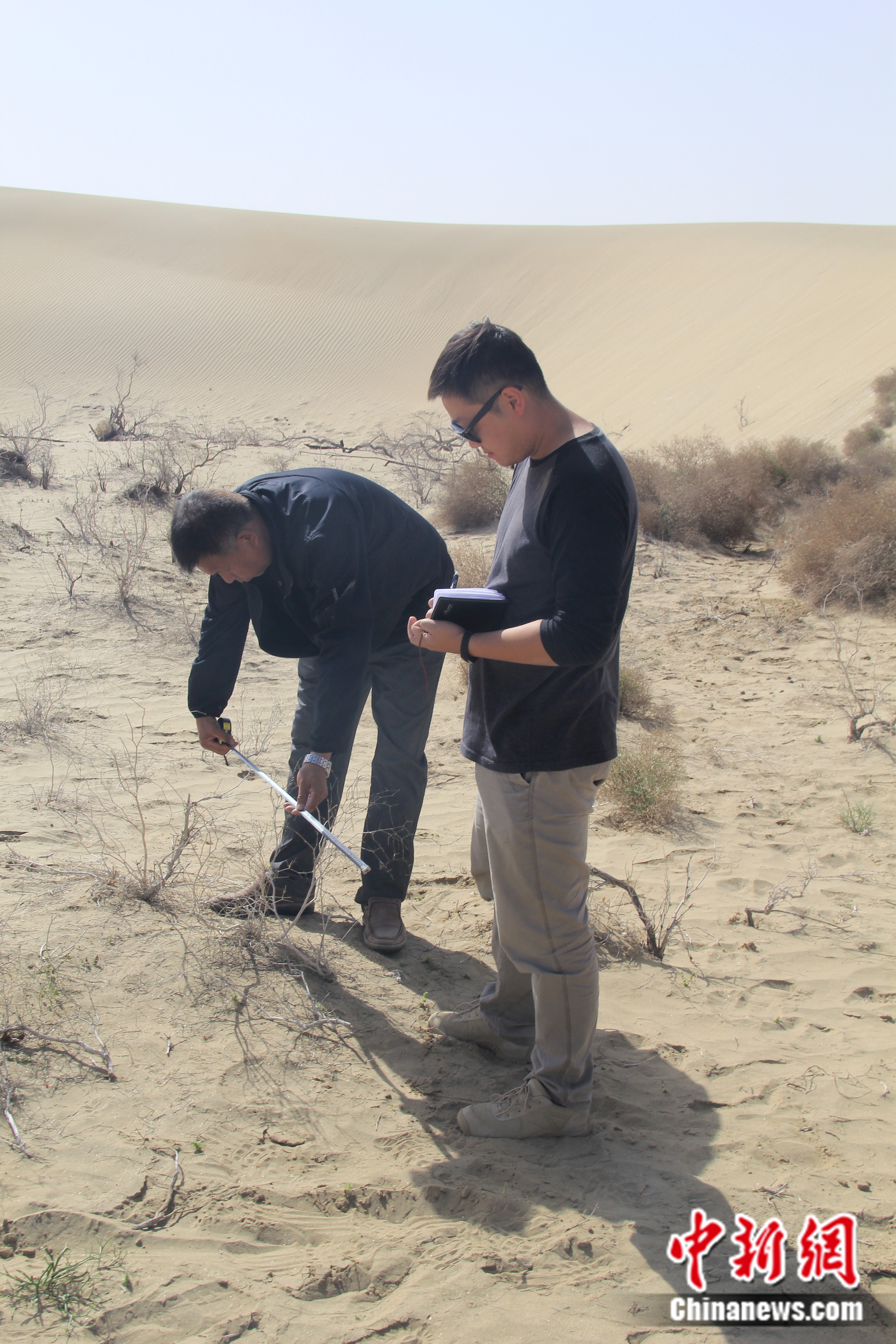 塔克拉玛干沙漠沙化土地植被恢复调查。受访者供图