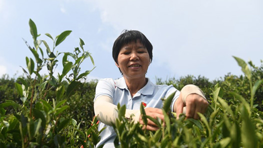 二十大代表风采｜茶山里蹚出致富路