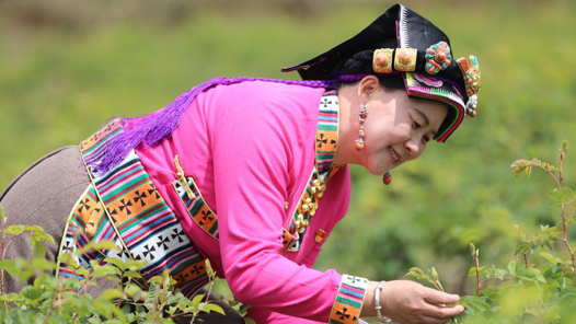 二十大代表风采丨陈望慧：“种下”玫瑰产业带富千万家