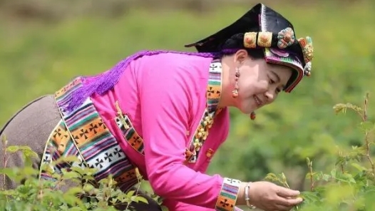 二十大代表风采 | 夹金山下那抹靓丽的“玫瑰红”