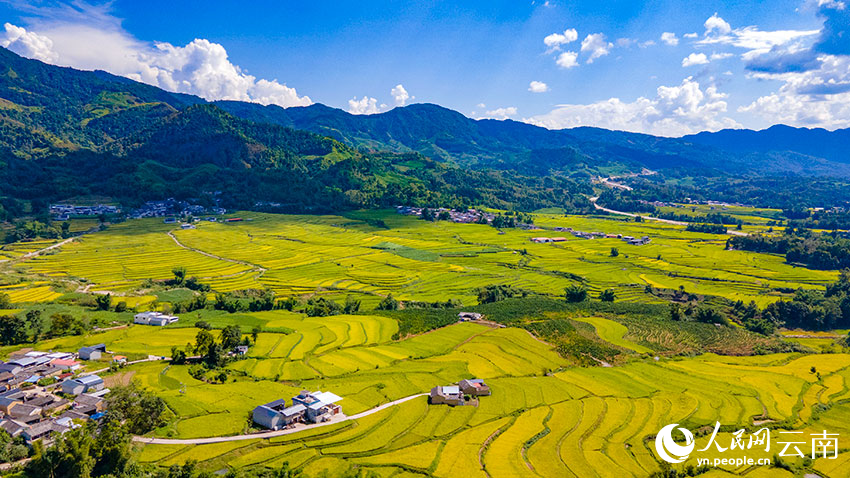 云南梁河10万亩水稻喜获丰收