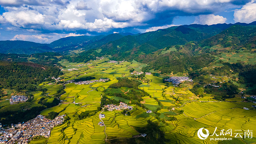 梁河县芒东镇的千亩连片稻田.人民网 虎遵会摄