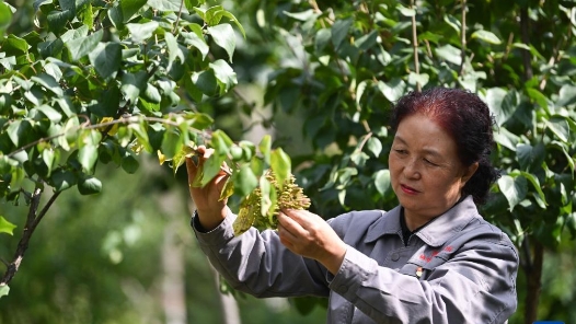 二十大代表风采 | 红土山上的种“绿”人