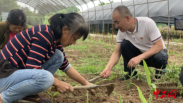 4月底，赵文铭组织村民到种姜大棚锄草工作照