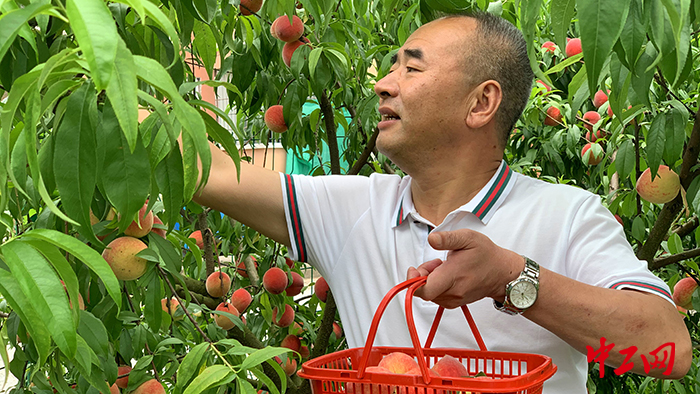 5月初，赵文铭接待企业团队到型家村开展桃子采摘体验活动