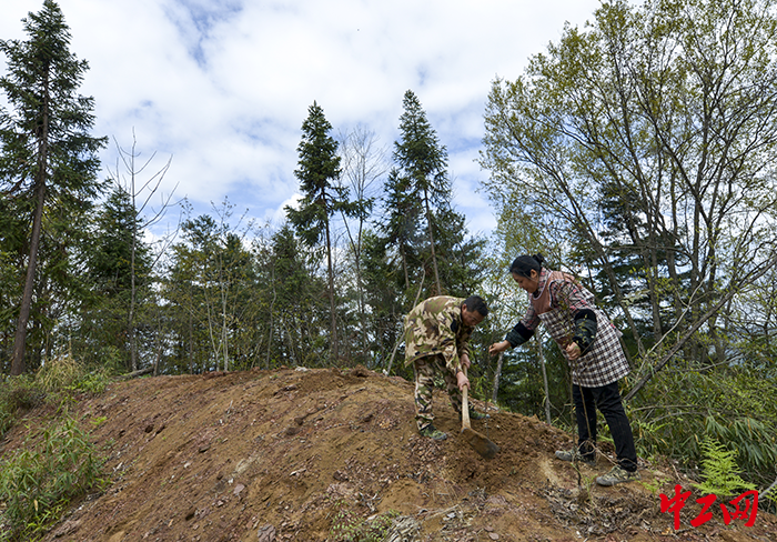 3月12日与丈夫陈奇安在龙神垭口栽种树苗