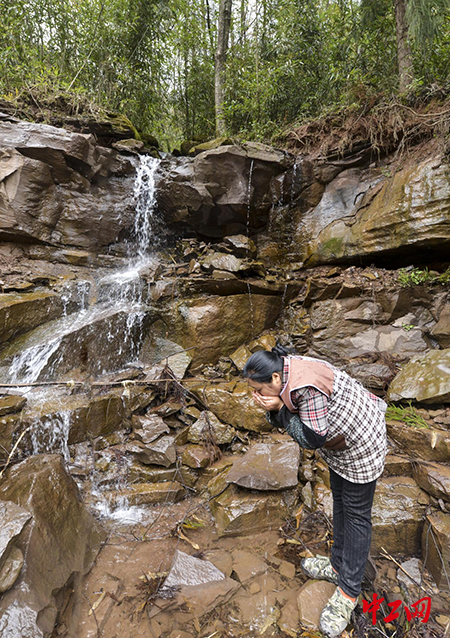 3护林途中口渴，手捧山沟泉水解渴