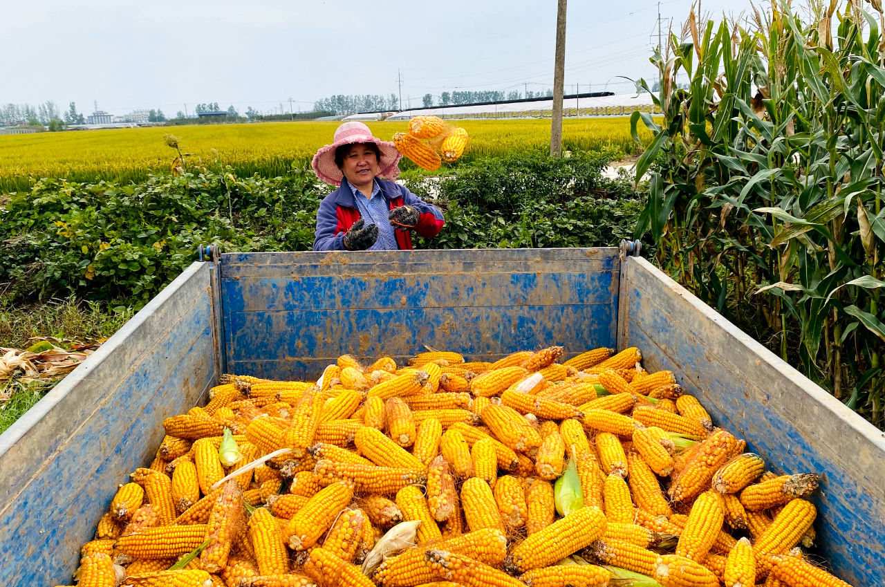 金秋玉米喜丰收