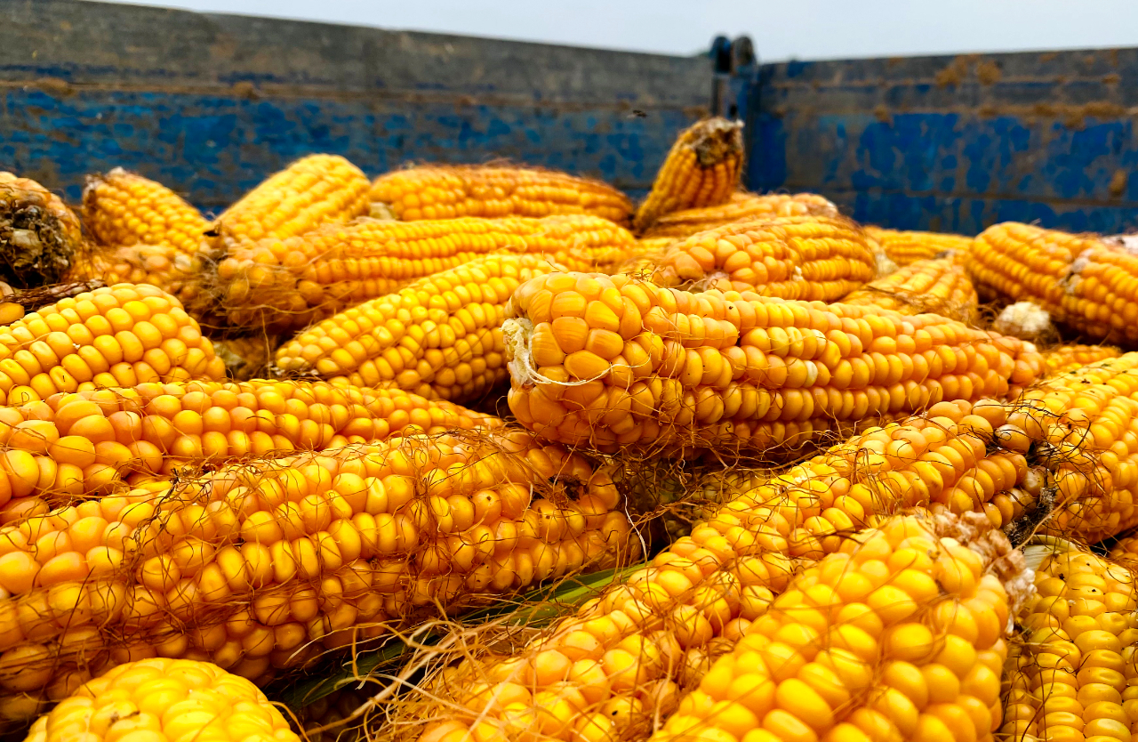 金秋玉米喜丰收