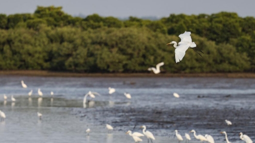 建议提案办理见成效｜守护好“地球之肾”——国家林草局积极推动落实代表委员建议提案