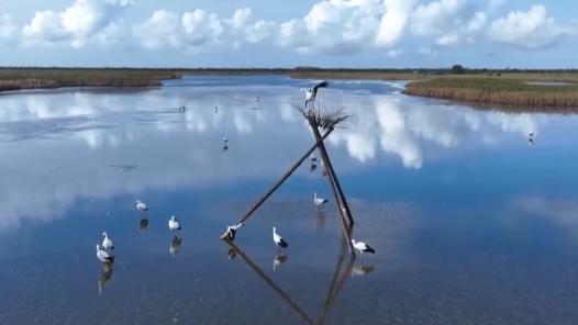 学习贯彻党的二十届四中全会精神｜建设美丽中国