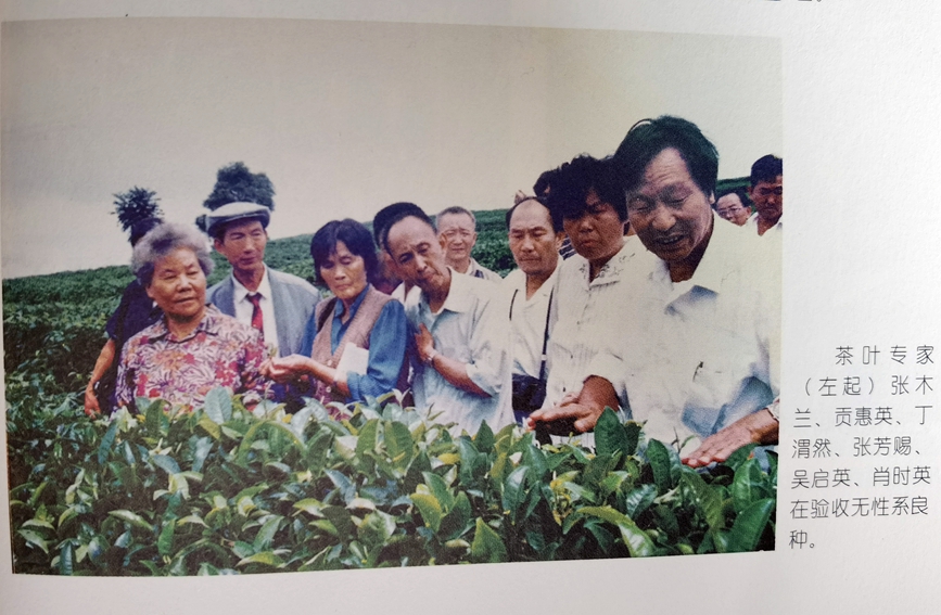 茶叶专家验收无性系良种。人民网 虎遵会 翻拍