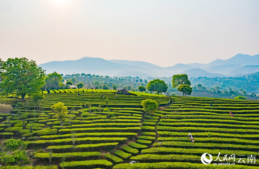 位于云南省普洱市宁洱县温泉镇的万亩生态茶园。饶雪松摄