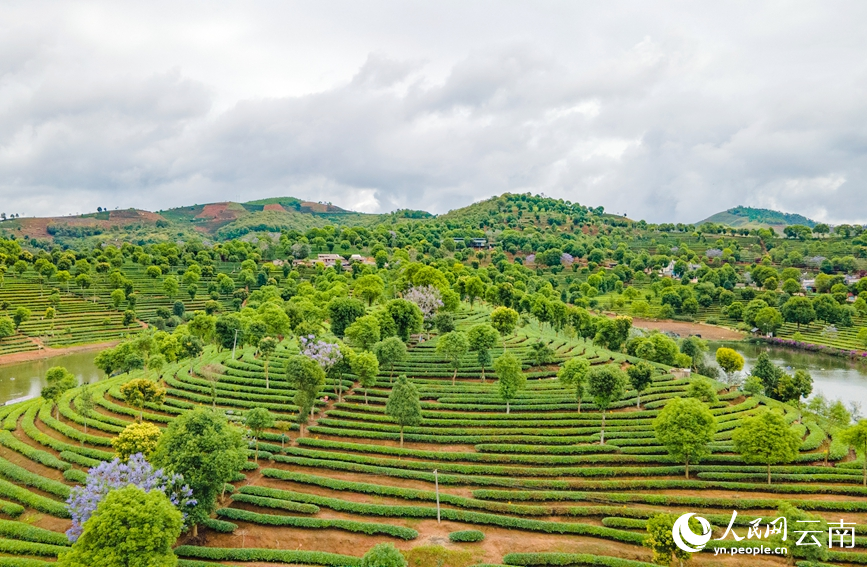 位于云南省普洱市思茅区的万亩有机茶园。人民网虎遵会 摄