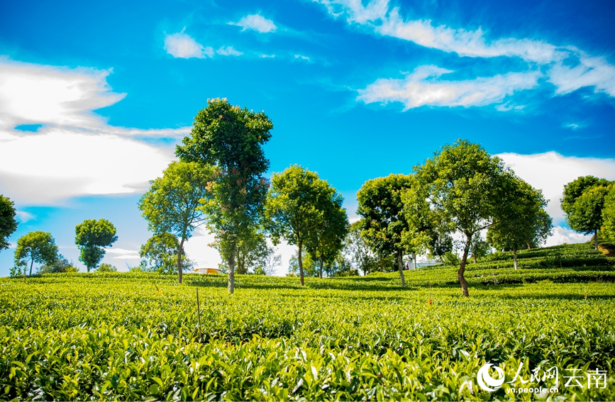 位于云南省普洱市思茅区的祖祥有机茶园。人民网 虎遵会摄