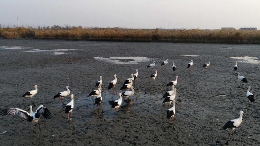 复杂环境问题，需整体性全过程解决