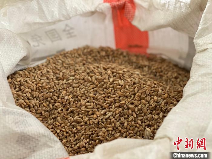 图为青海小麦。　李江宁 摄