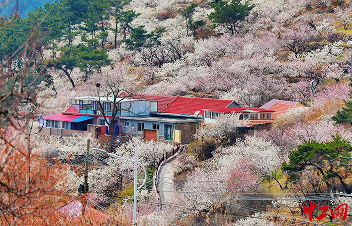 2023青岛城阳夏庄山色峪樱桃花季将于3月24日启动。城阳区宣传部供图