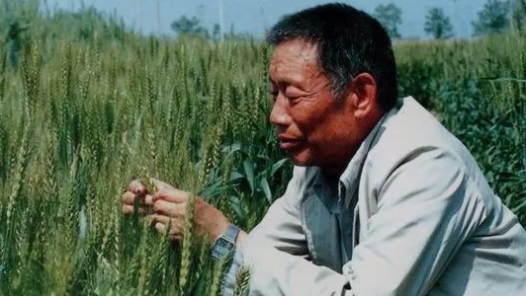 劳模风采·1950年全国劳模 | “小麦杂交之父”赵洪璋