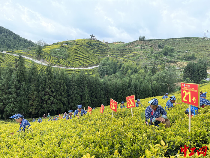 5月28日，织金县举办双手采茶劳动技能竞赛。 张蔓莉 摄