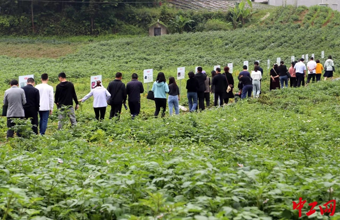 5月27日，2023年马铃薯绿色高效轻简化技术现场观摩会在巫溪尖山镇举行。 兰鹏 摄