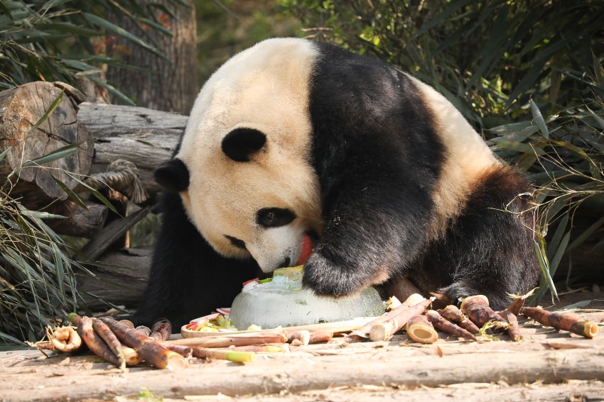 “显眼包”蓉宝和它的“破圈”密码 大熊猫“芝麻”。成都大熊猫繁育研究基地供图