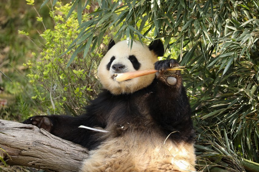 “显眼包”蓉宝和它的“破圈”密码 大熊猫“芝麻”。成都大熊猫繁育研究基地供图