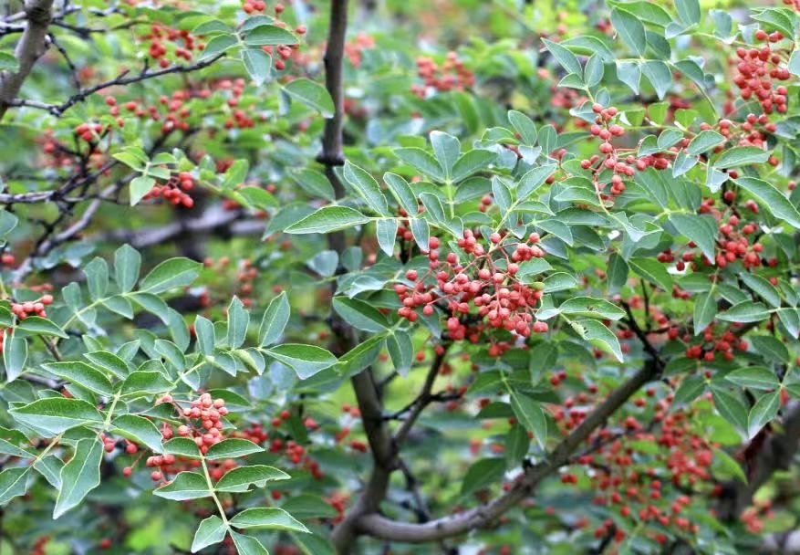 甘肃陇南小花椒为何唤作大红袍