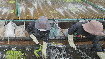 共建“一带一路”·第一现场｜“为柬埔寨农业现代化发展注入更多动力”