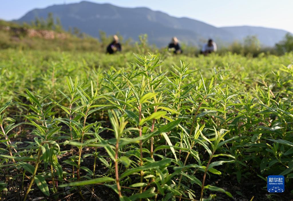 山区地带的农民因地制宜发展五味子,苍术,黄芩,酸枣,柴胡等中药材种植