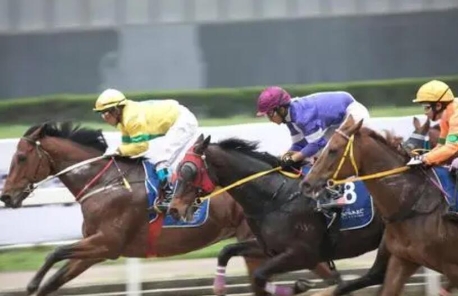 杭州亚运会丨马术前瞻：老将小将齐上阵 期待新突破