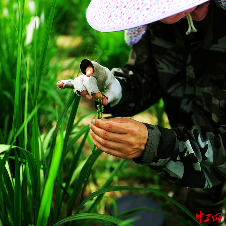 48-《指尖的收成》黑龙江省农垦科学院科技情报研究所 于涵