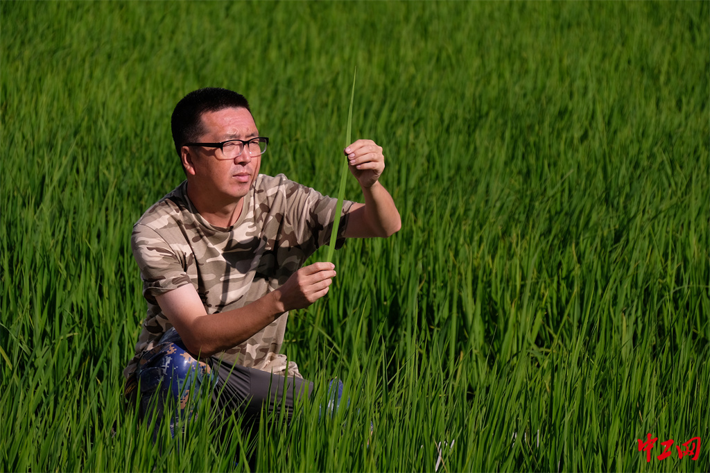47-3《乡村振兴产业旺》黑龙江省农垦科学院 王亚光