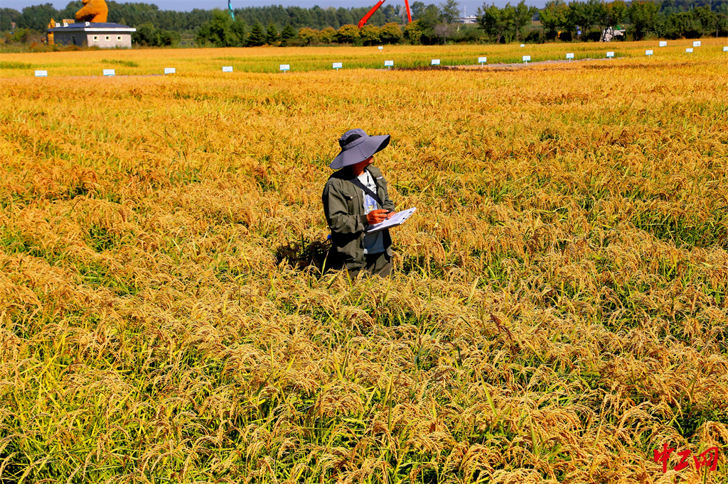 47-5《乡村振兴产业旺》黑龙江省农垦科学院 王亚光