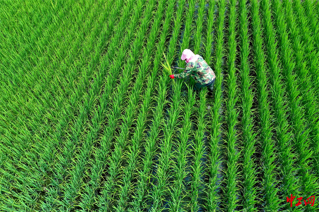47-7《乡村振兴产业旺》黑龙江省农垦科学院 王亚光