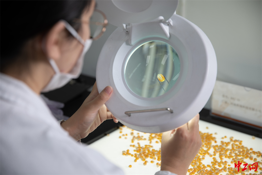 52-1《让中国粮装上更多“中国芯”》北大荒垦丰种业股份有限公司工会委员会 张淑艳 52-1《让中国粮装上更多“中国芯”》北大荒垦丰种业股份有限公司工会委员会 张淑艳