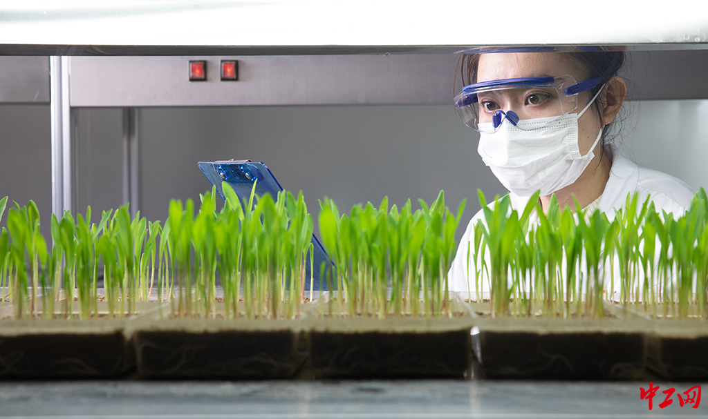 52-2《让中国粮装上更多“中国芯”》北大荒垦丰种业股份有限公司工会委员会 张淑艳 52-2《让中国粮装上更多“中国芯”》北大荒垦丰种业股份有限公司工会委员会 张淑艳