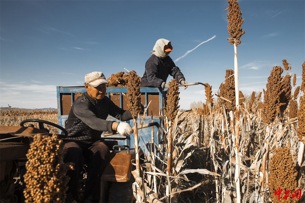 140-1《丰收的喜悦》兴安农垦集团公司布敦化牧场 包宝海
