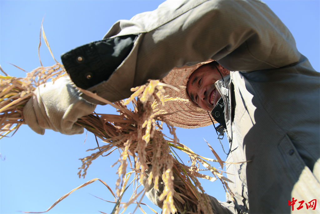 140-3《丰收的喜悦》兴安农垦集团公司布敦化牧场 包宝海