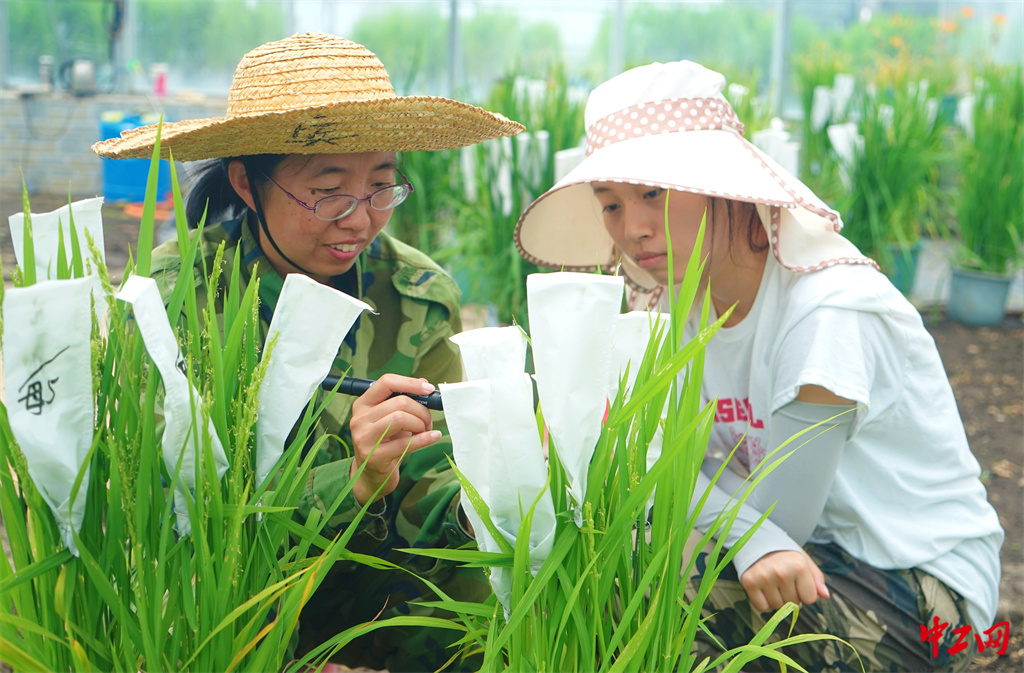 49-1《炎夏战暑授粉忙》黑龙江省农垦科学院水稻研究所 杨甲文