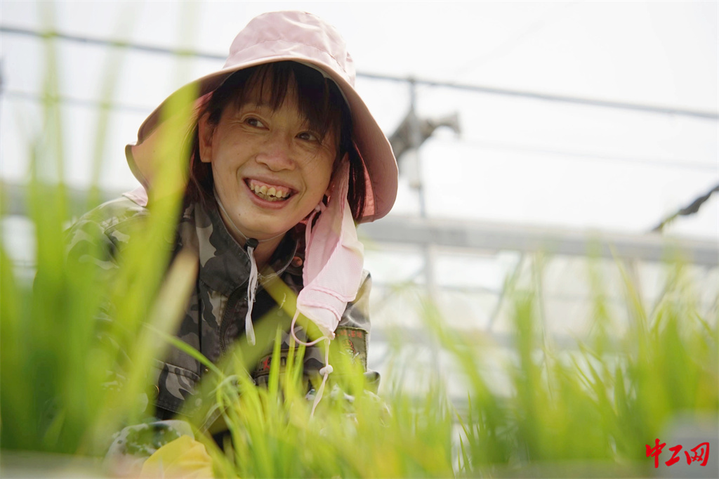 49-2《炎夏战暑授粉忙》黑龙江省农垦科学院水稻研究所 杨甲文