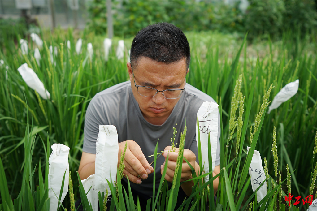 49-3《炎夏战暑授粉忙》黑龙江省农垦科学院水稻研究所 杨甲文