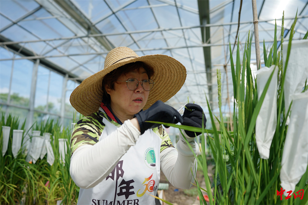 49-4《炎夏战暑授粉忙》黑龙江省农垦科学院水稻研究所 杨甲文