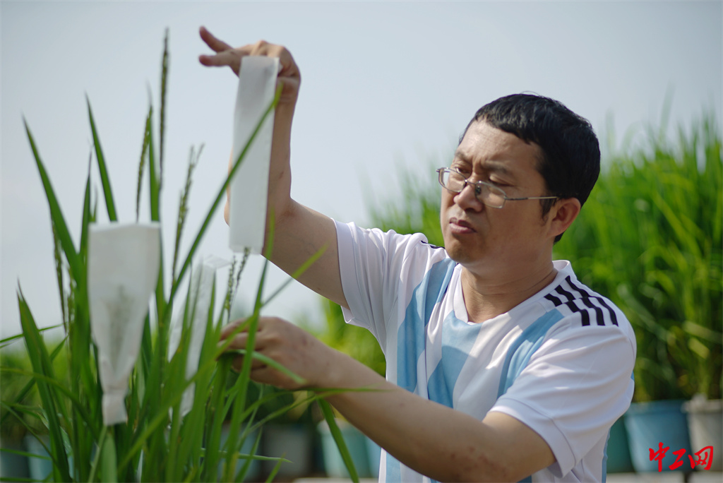 49-5《炎夏战暑授粉忙》黑龙江省农垦科学院水稻研究所 杨甲文