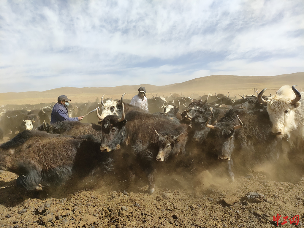 142-《守土尽责》青海省动物疫病预防控制中心 张立成