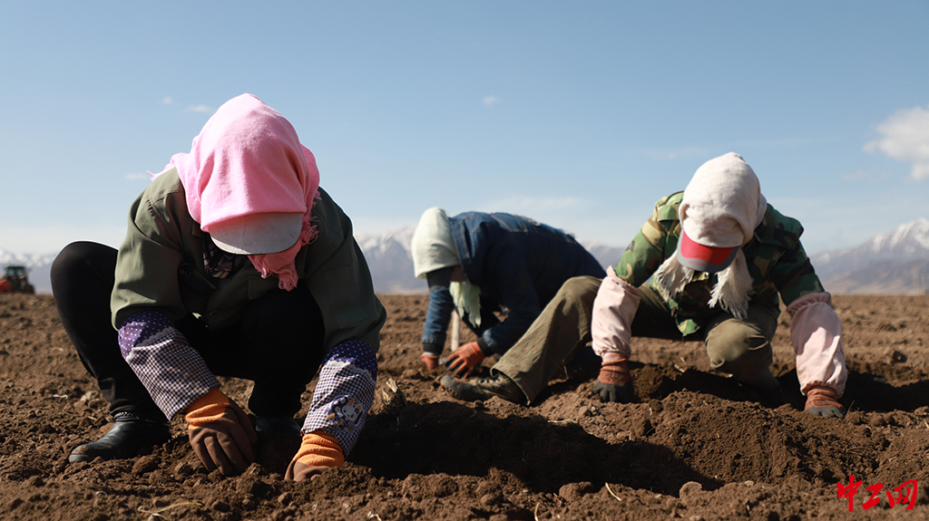 96-6《劳动》山丹马场三场有限责任公司 李志威