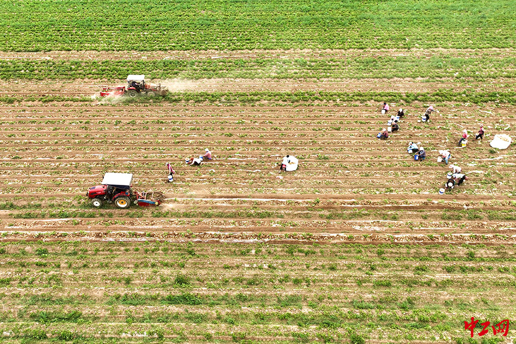 29-1《山东茌平:订单农业富农家》2023年6月18日,在山东省聊城市茌平区振兴街道大崔村,农民在收获马铃薯- 聊城市茌平区农业农村局 马红坤 29-1《山东茌平:订单农业富农家》2023年6月18日,在山东省聊城市茌平区振兴街道大崔村,农民在收获马铃薯- 聊城市茌平区农业农村局 马红坤